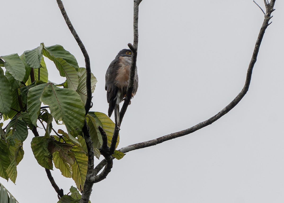 Double-toothed Kite - ML582684251