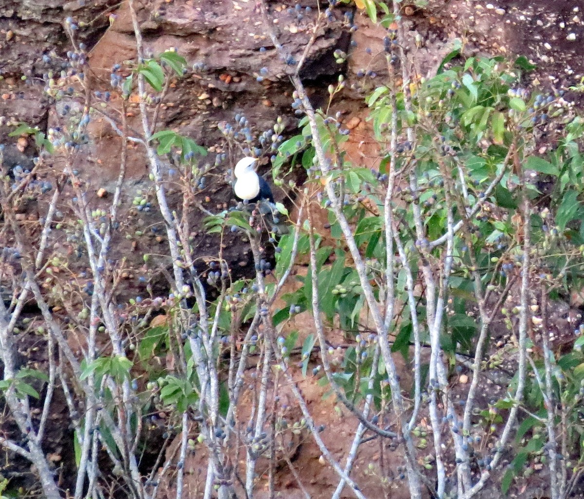Black-banded Fruit-Dove - ML582684371
