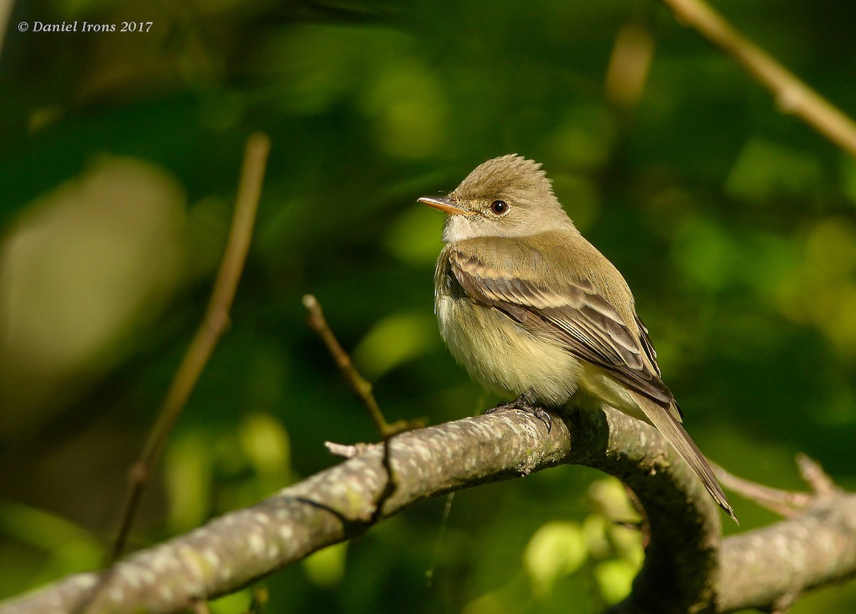 Willow Flycatcher - Daniel Irons