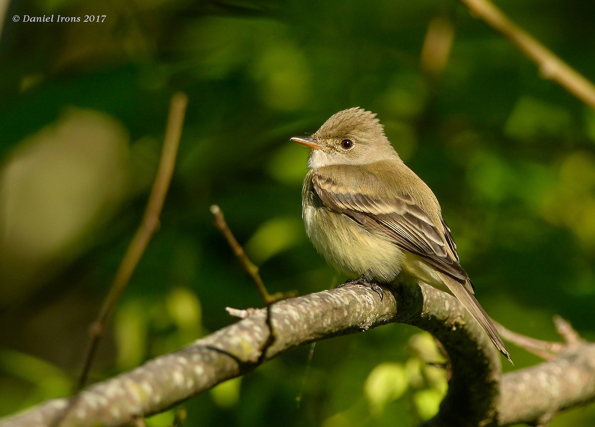 Willow Flycatcher - ML58268541