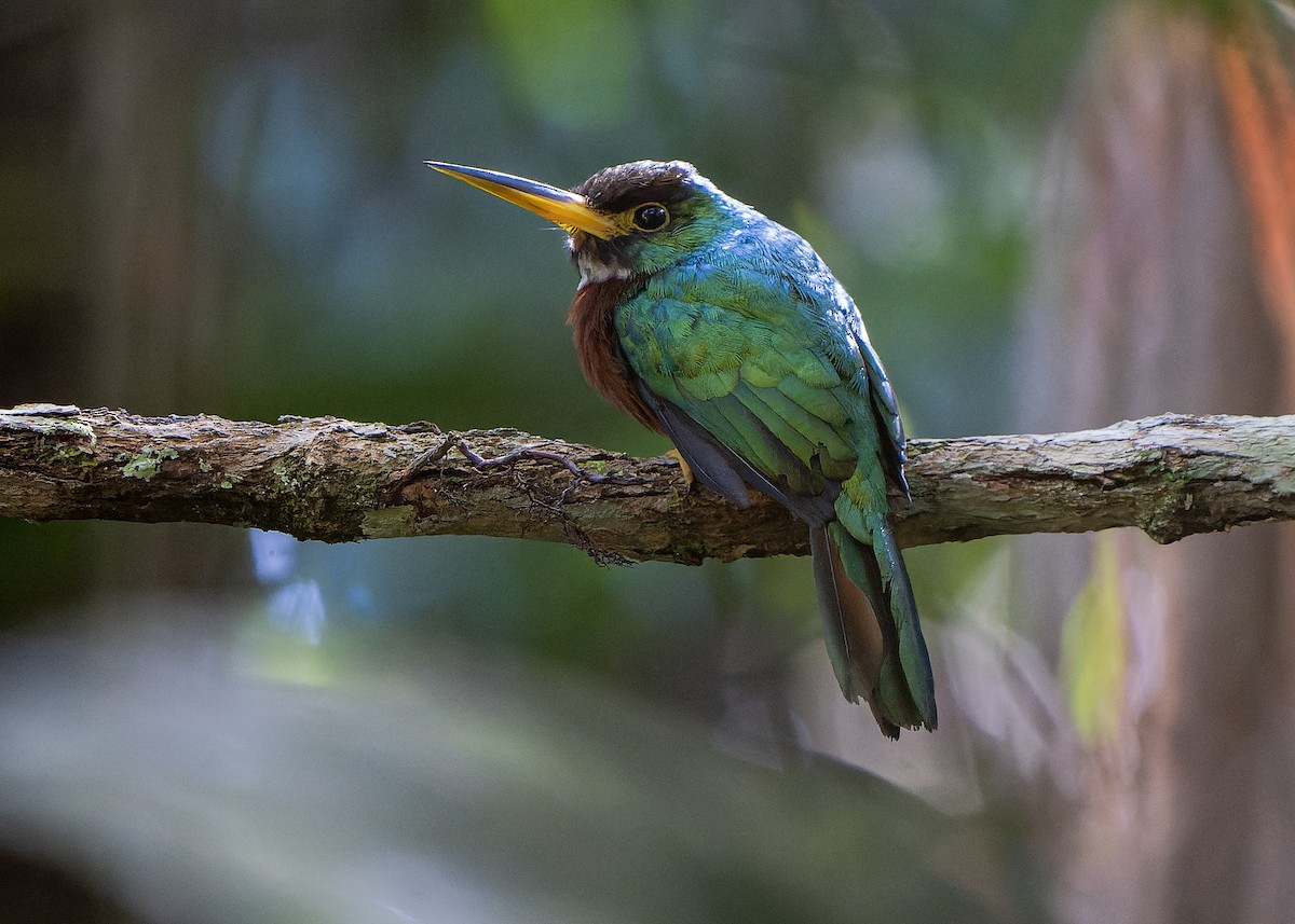 Yellow-billed Jacamar - Guillermo  Saborío Vega