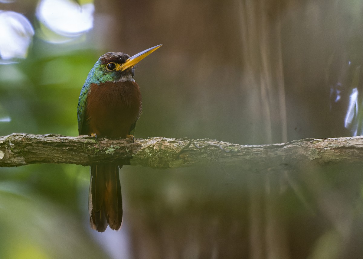 Yellow-billed Jacamar - Guillermo  Saborío Vega