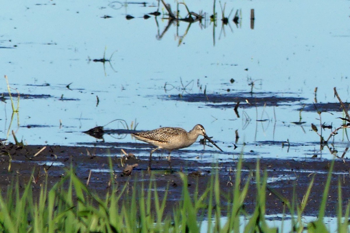 Marbled Godwit - Karen Zeleznik