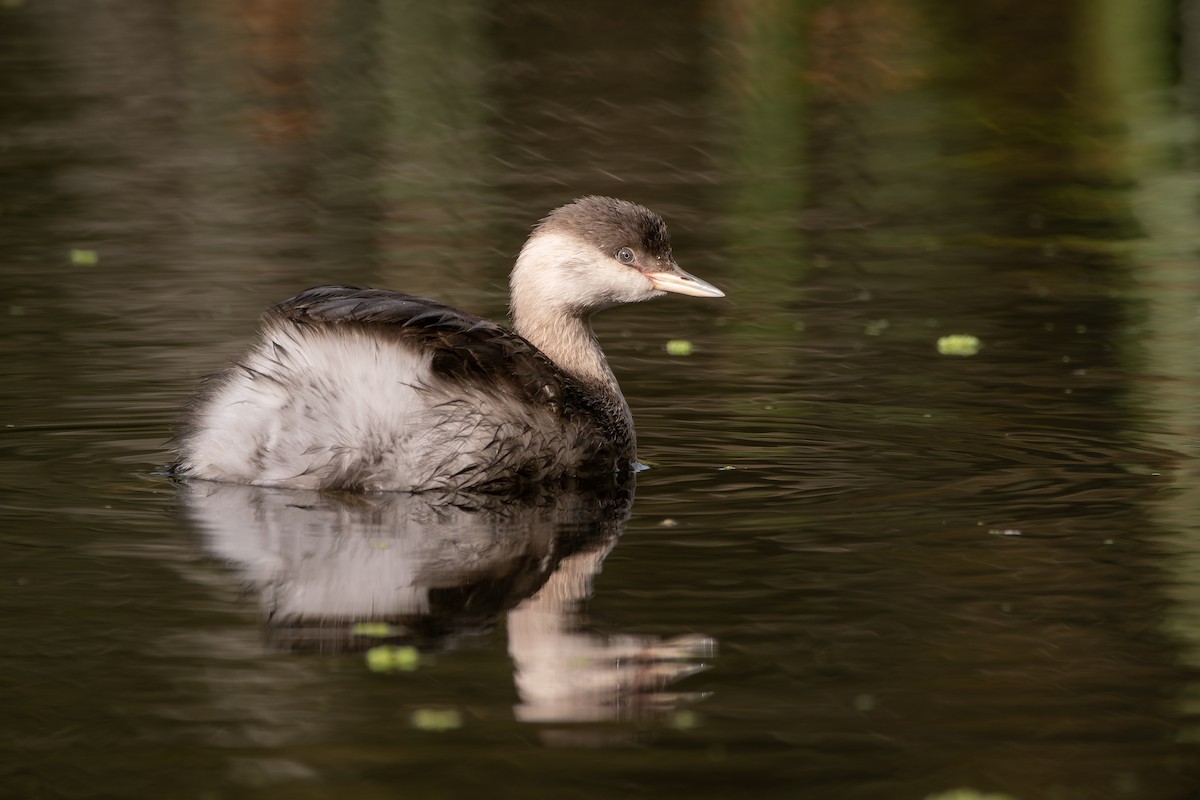 Hoary-headed Grebe - ML582687441