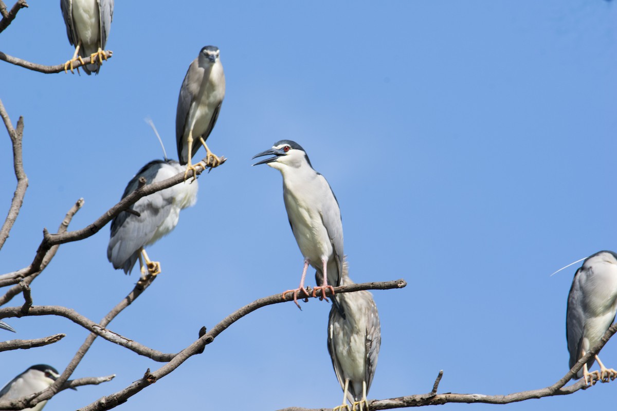 Black-crowned Night Heron - ML582687871