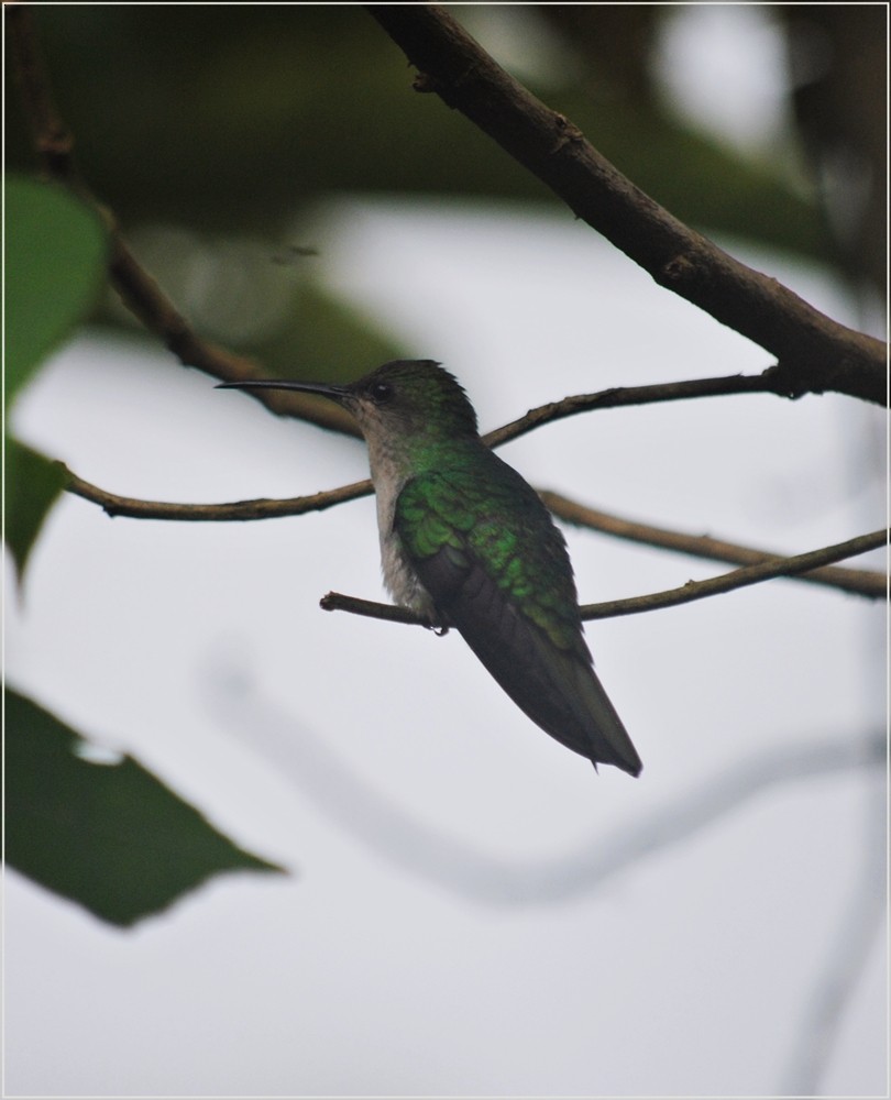 kolibřík bělořitý - ML58268831