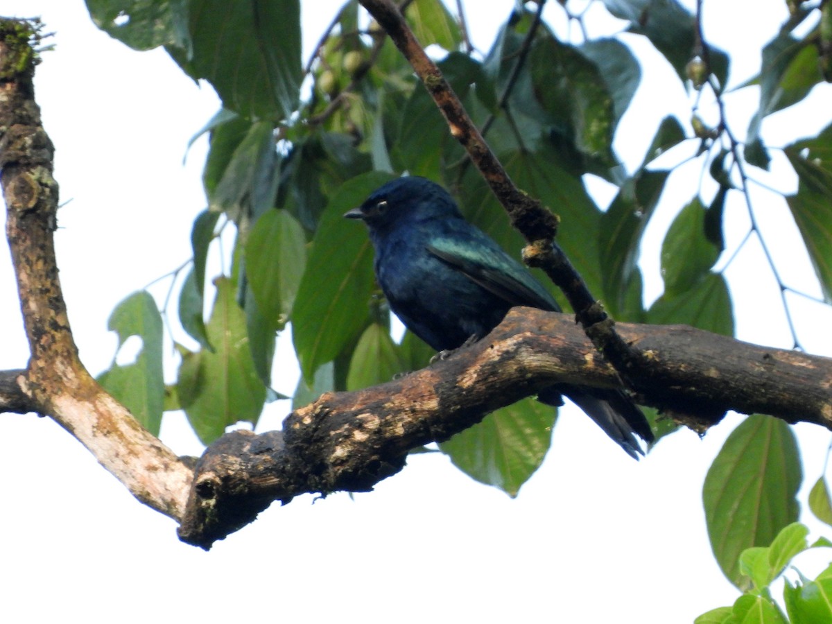 Purple-throated Cuckooshrike - ML582688311