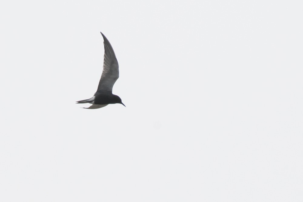 Black Tern - ML582690791