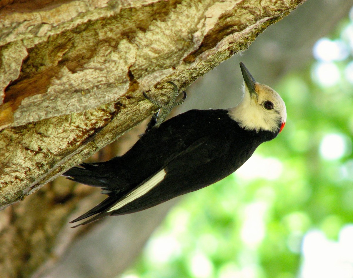 White-headed Woodpecker - Thomas Meinzen