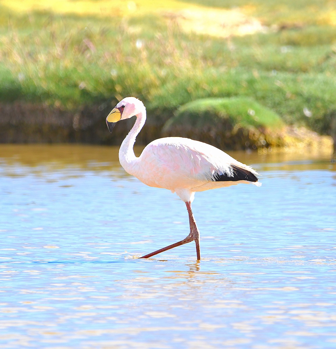 James's Flamingo - ML582692041