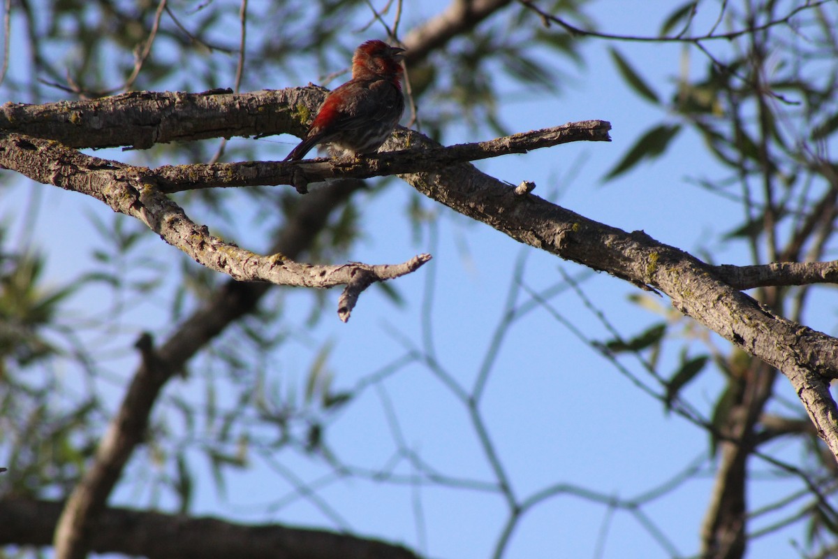 House Finch - ML582692121