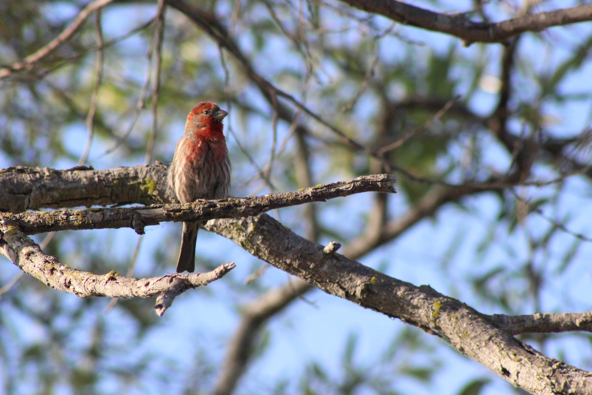 House Finch - ML582692261