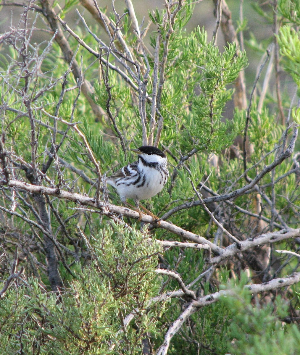 Blackpoll Warbler - Thomas Meinzen