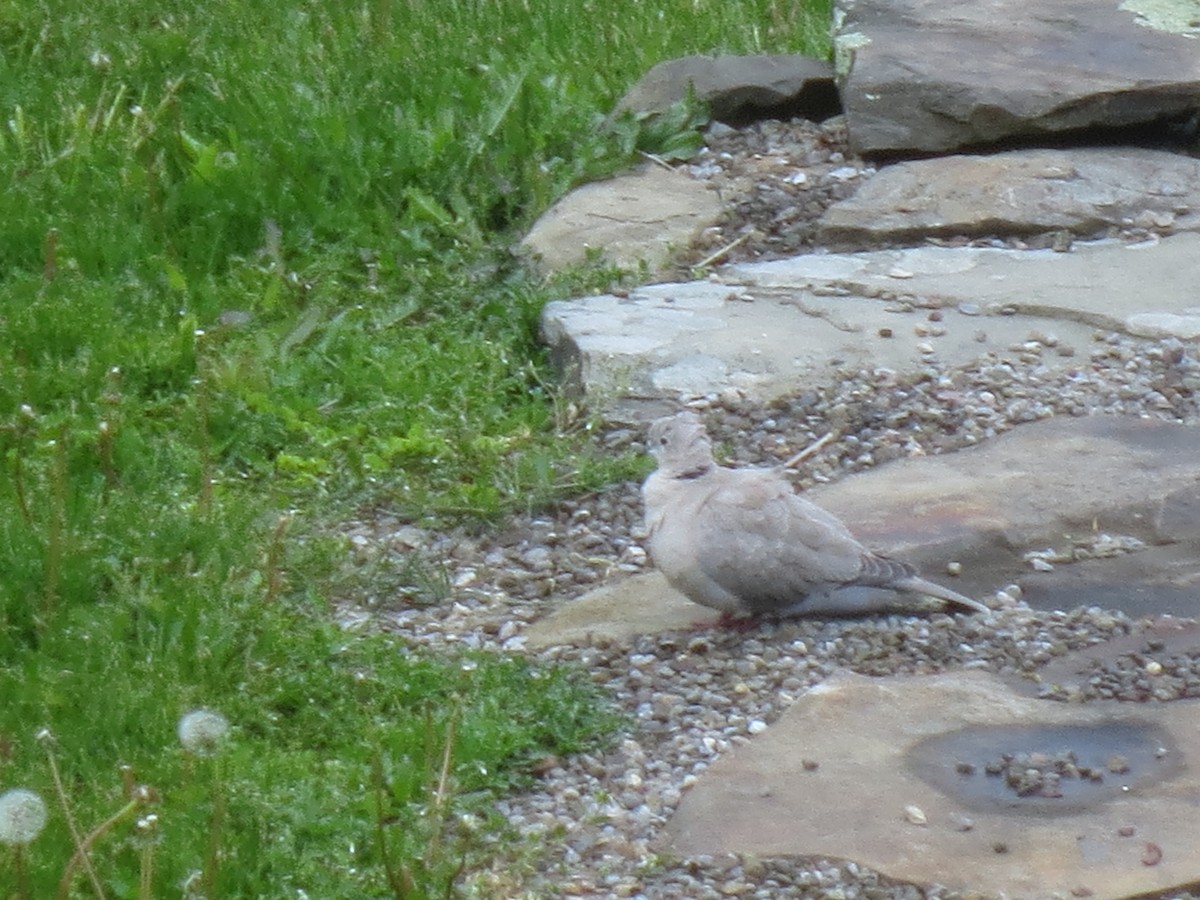 Eurasian Collared-Dove - ML58269281