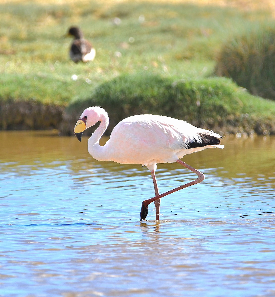 James's Flamingo - ML582692981