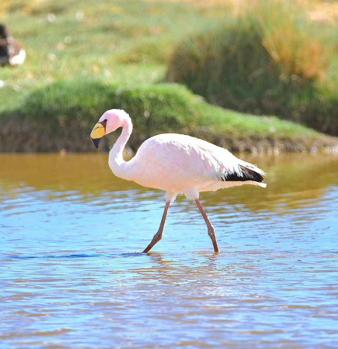 James's Flamingo - ML582693101