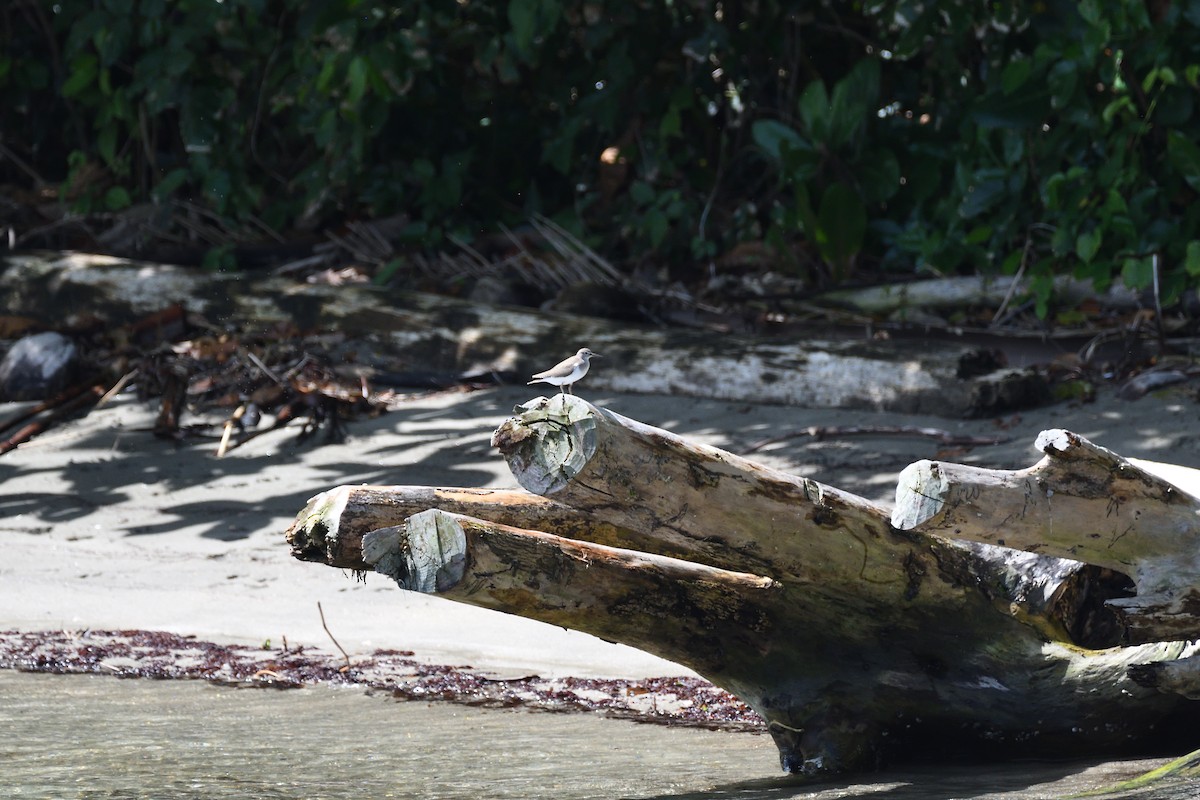 Common Sandpiper - ML582694681