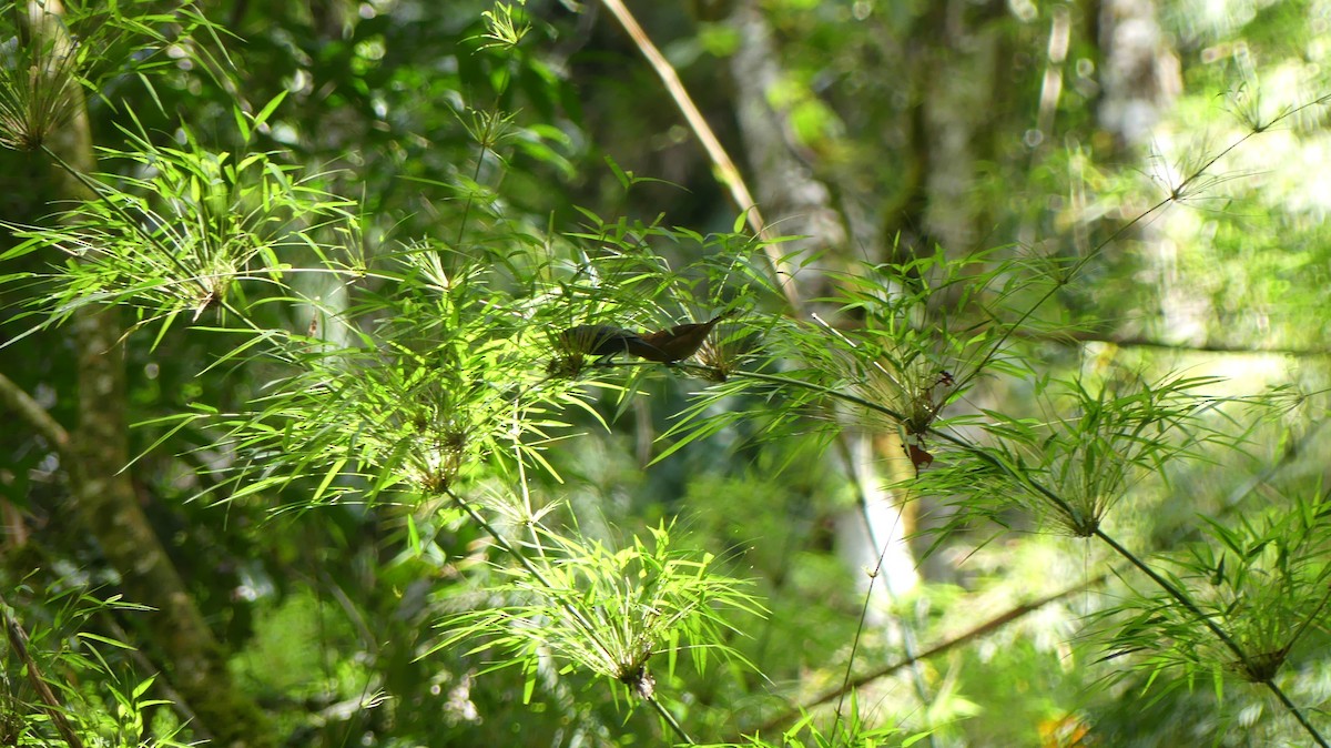 Blue Seedeater (Blue) - ML582694781