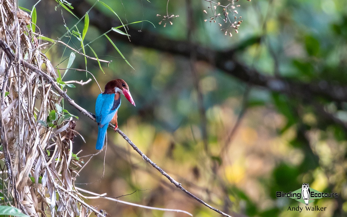 White-throated Kingfisher - Andy Walker - Birding Ecotours