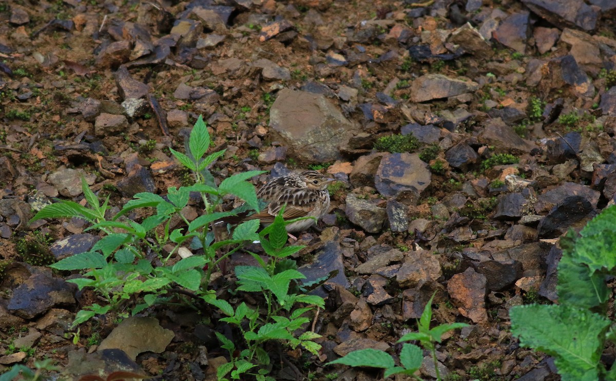 Oriental Skylark - ML58269501