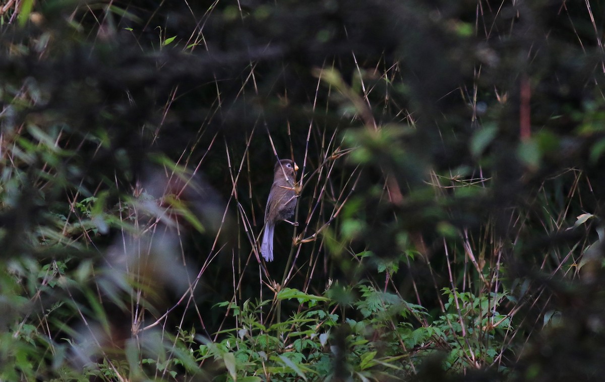 Three-toed Parrotbill - ML58269521