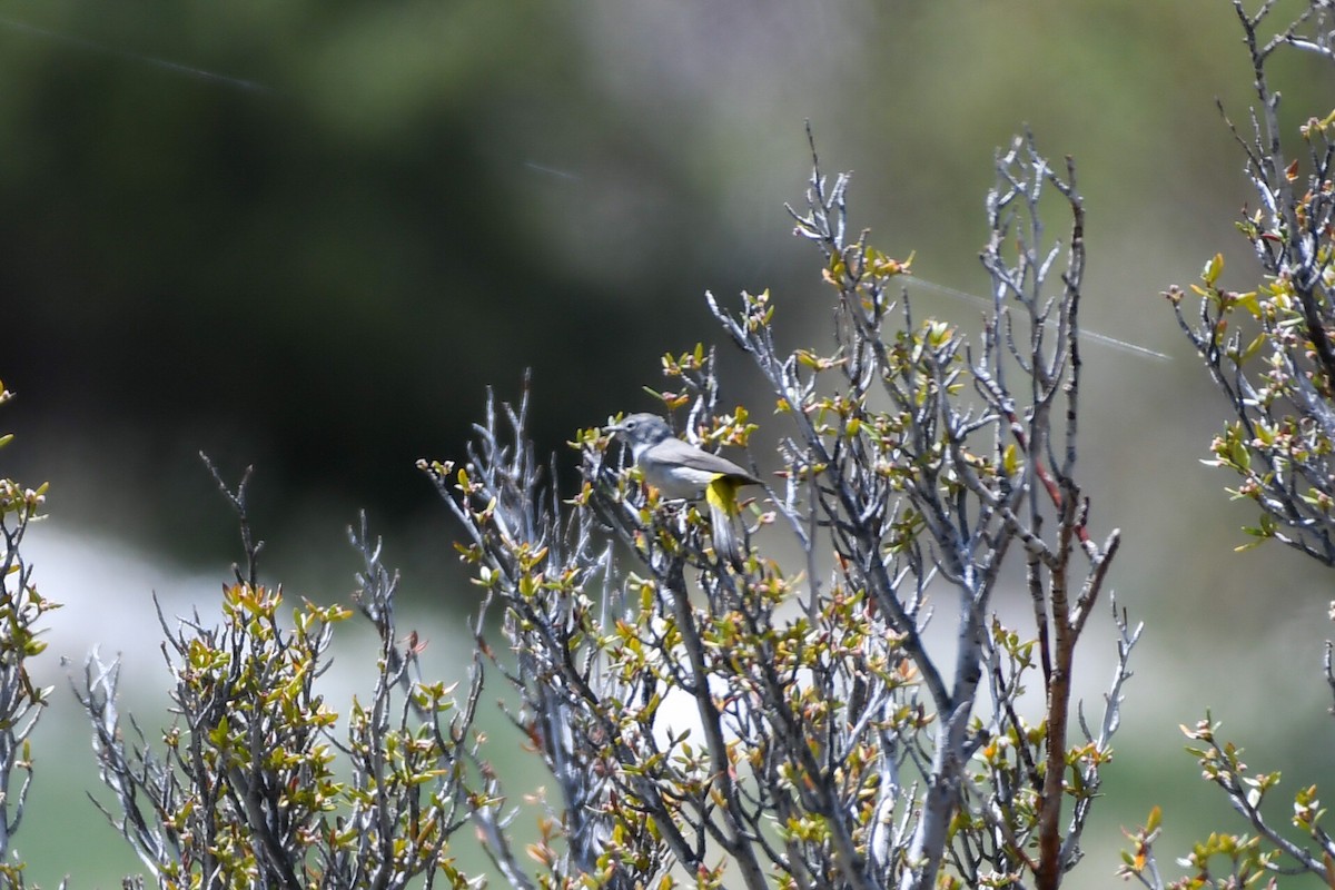 Virginia's Warbler - ML582695251