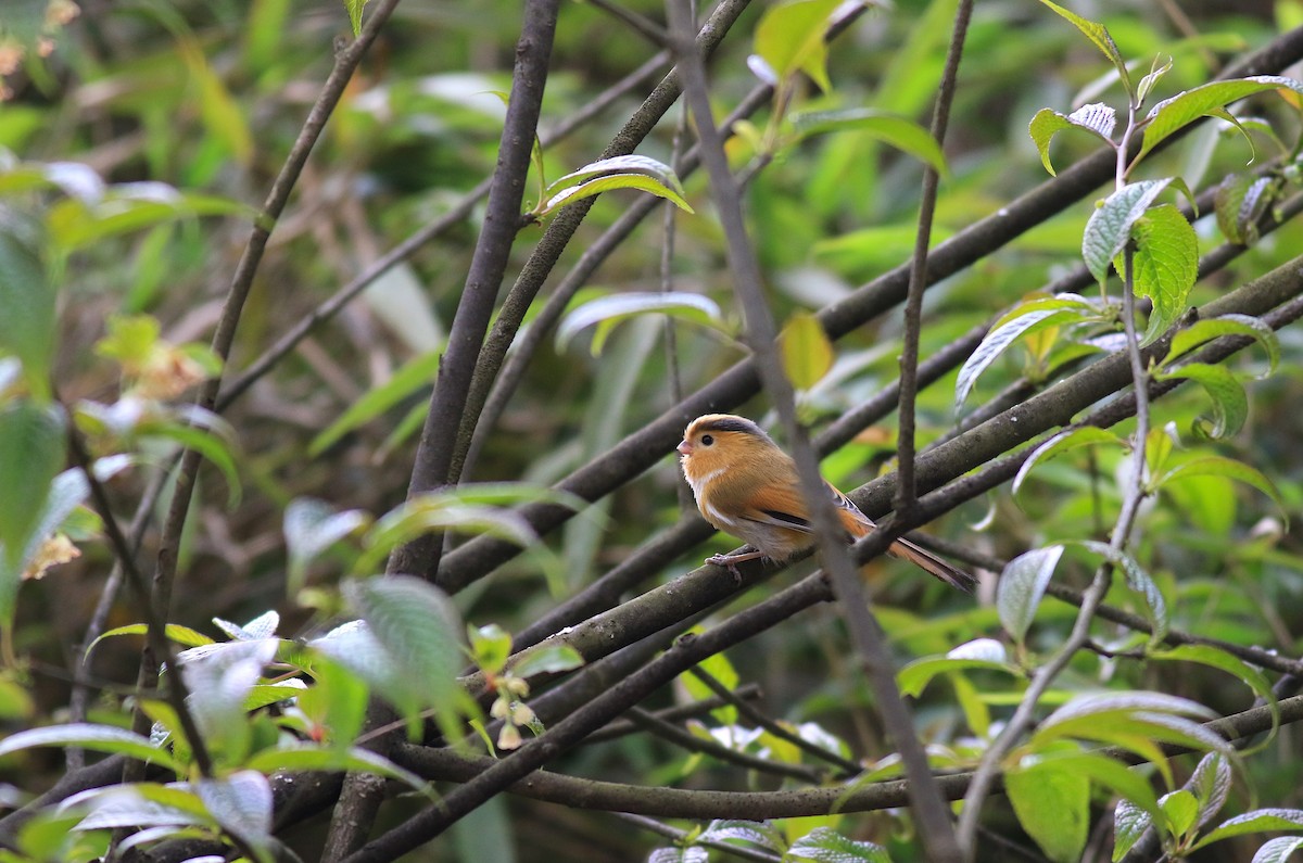 Fulvous Parrotbill - ML58269561