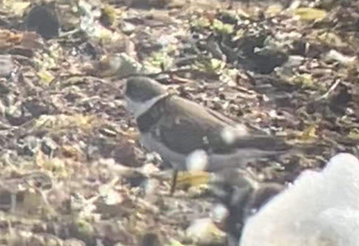 Semipalmated Plover - Dave Hanscom