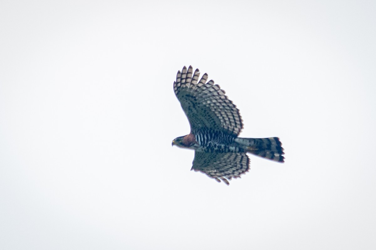 Ornate Hawk-Eagle - ML582696121