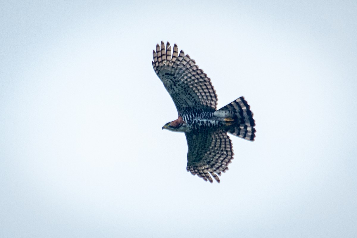 Ornate Hawk-Eagle - ML582696191