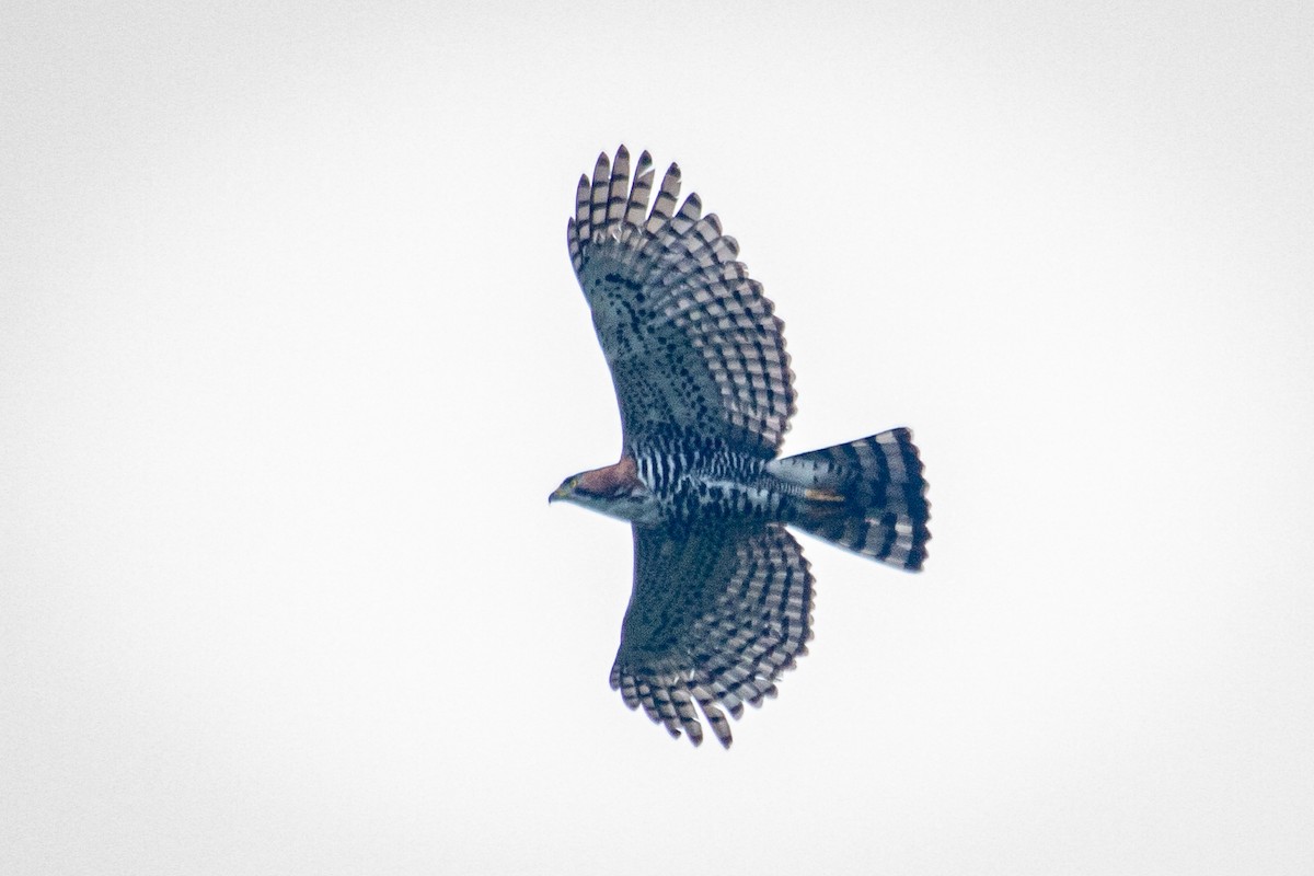 Ornate Hawk-Eagle - Francisco Russo