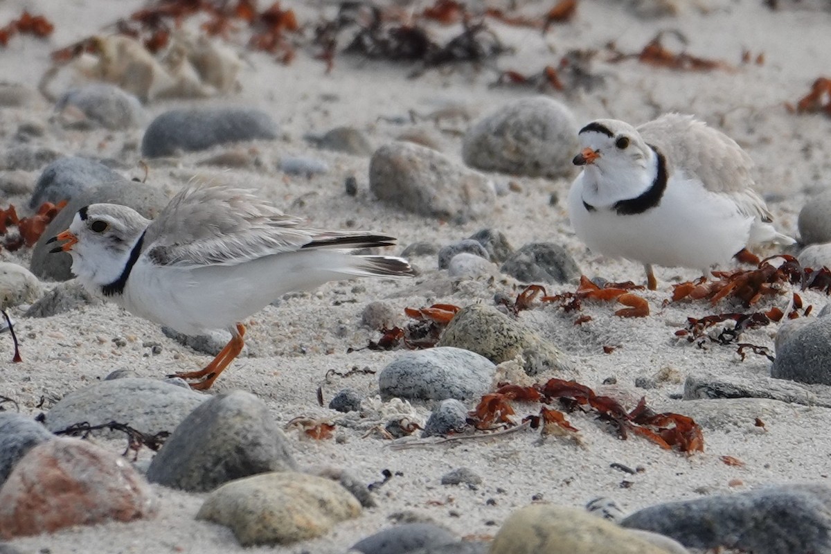 Piping Plover - Dave Hanscom