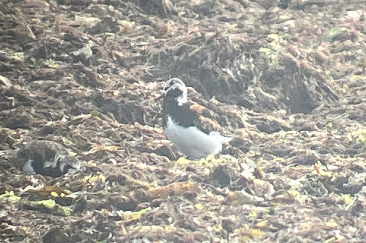 Ruddy Turnstone - ML582696311