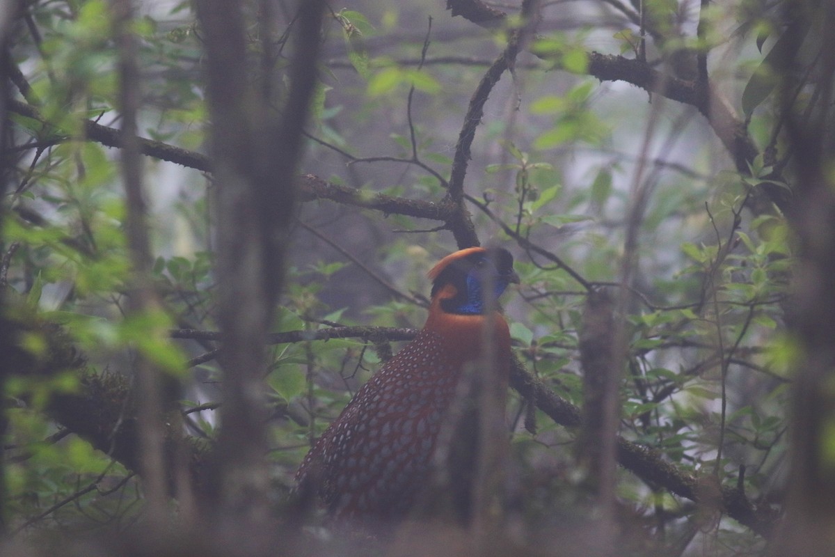 Temminck's Tragopan - ML58269641