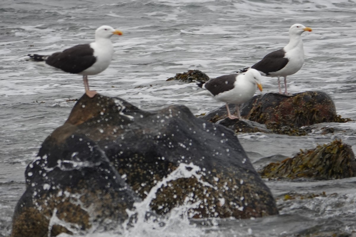 Great Black-backed Gull - ML582696421