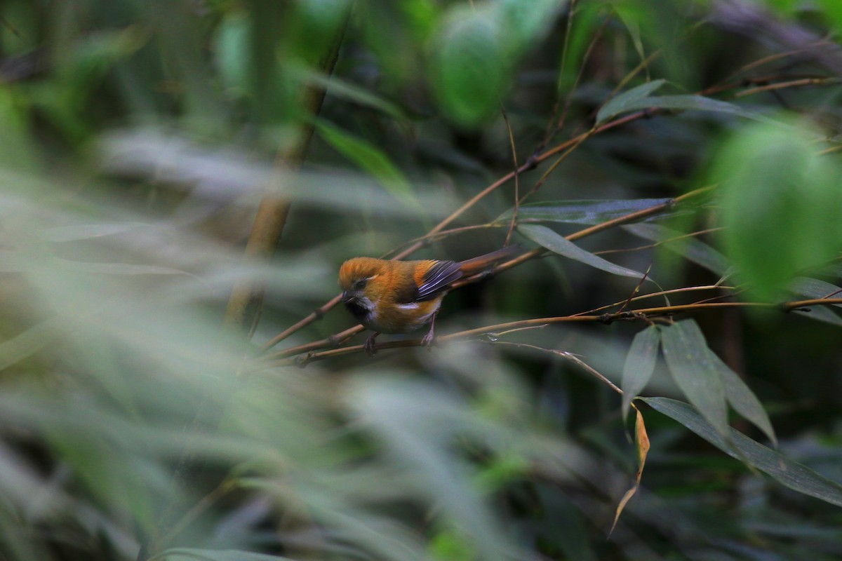 Golden Parrotbill - ML58269661