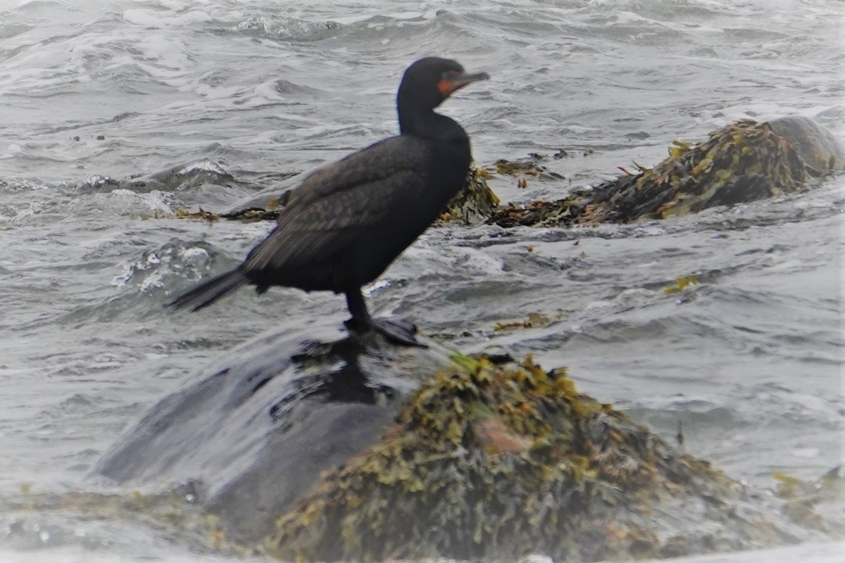 Cormoran à aigrettes - ML582696641