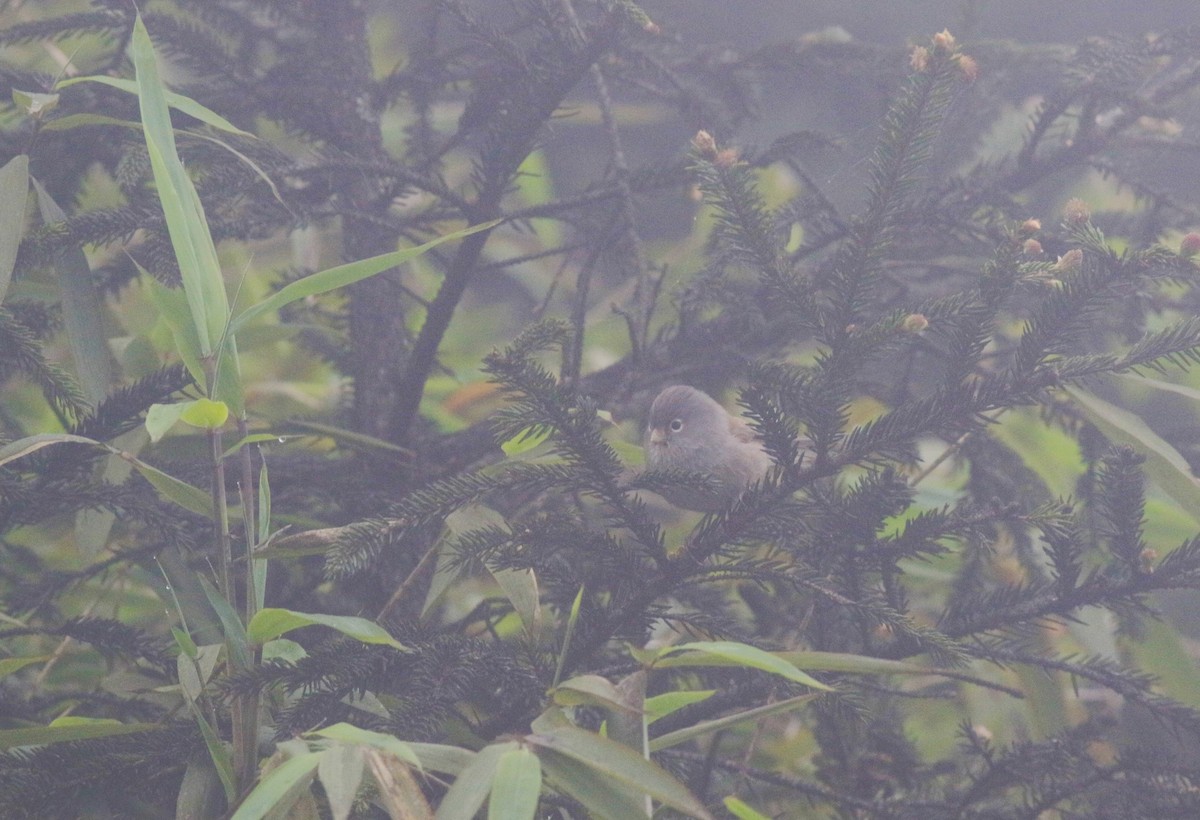 Gray-hooded Parrotbill - ML58269681