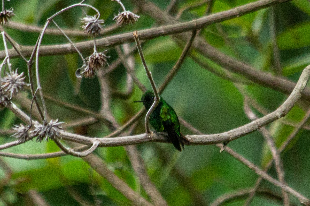 Green-tailed Emerald - Francisco Russo