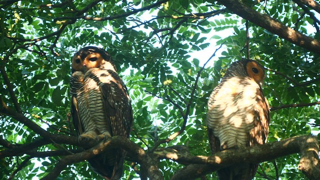 Spotted Wood-Owl - ML582697151