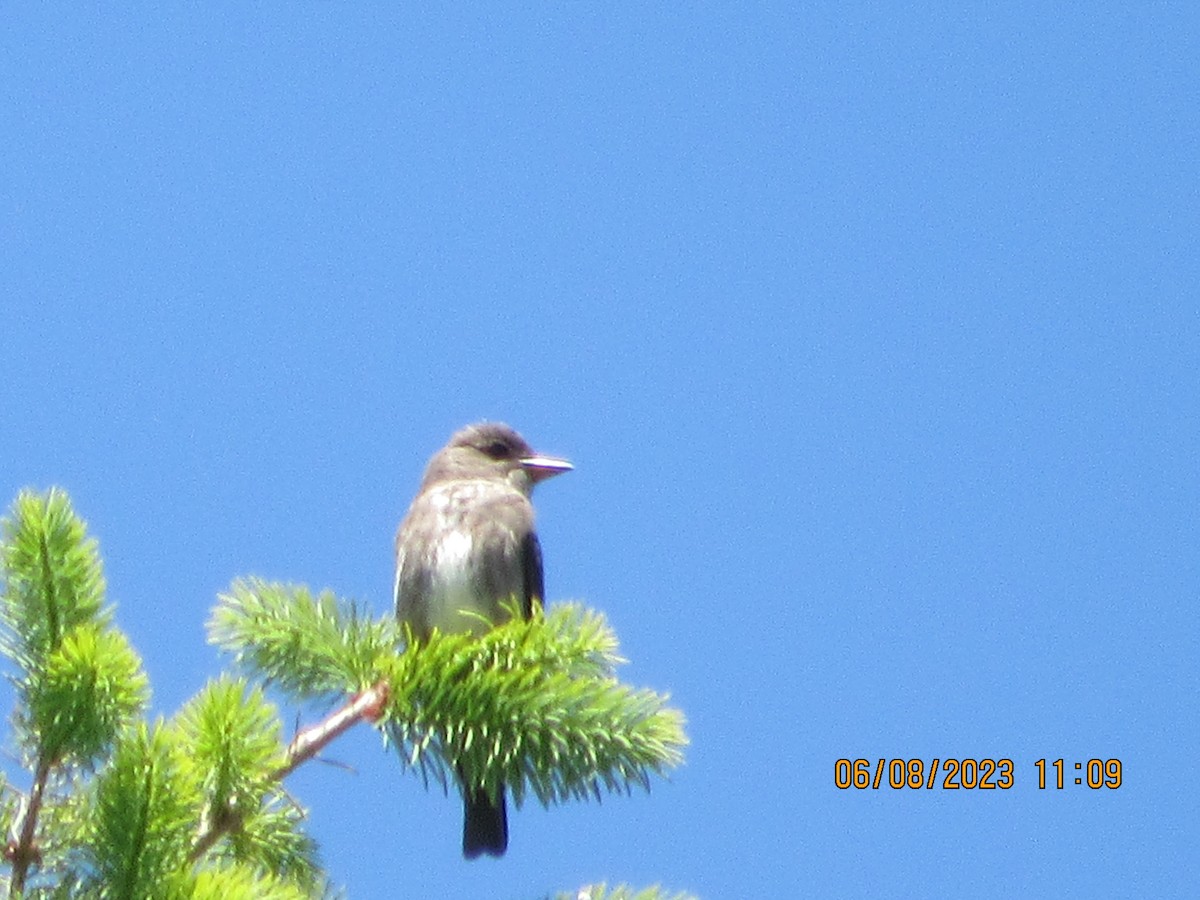 Olive-sided Flycatcher - ML582697251