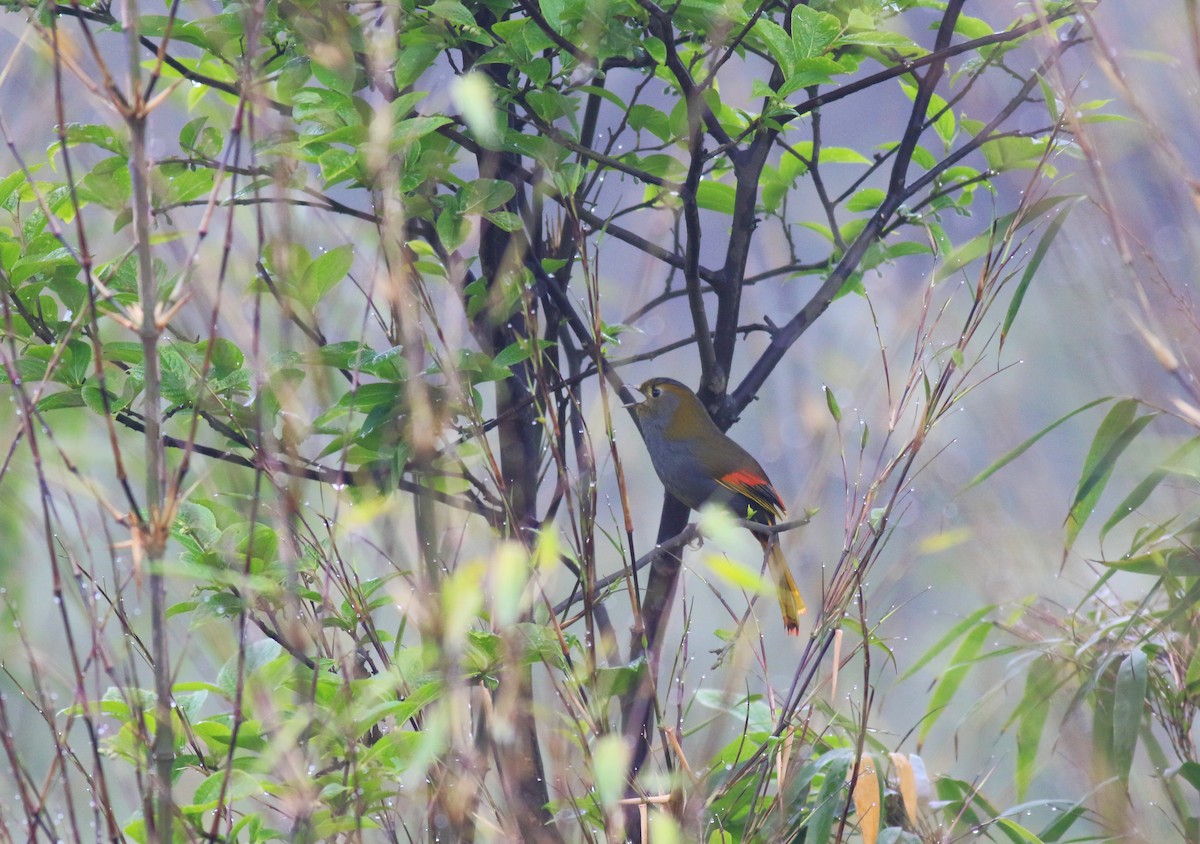 Gray-faced Liocichla - Boyang Li