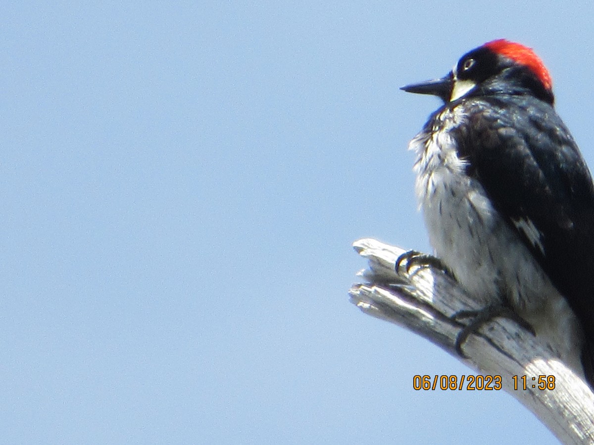 Acorn Woodpecker - ML582697561