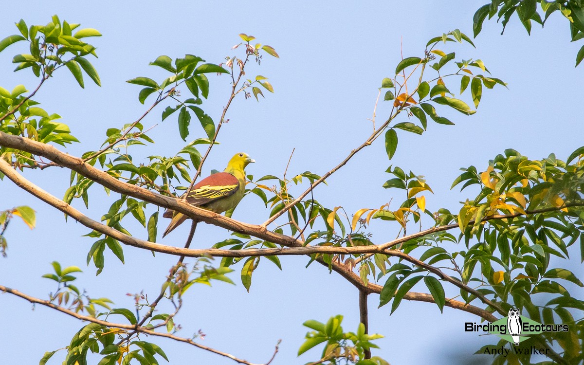 Ashy-headed Green-Pigeon - ML582697651