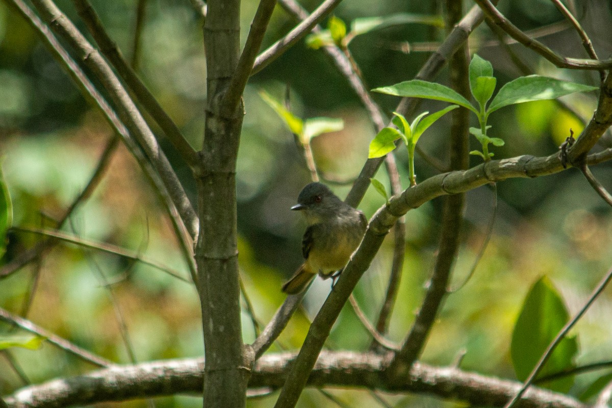 Rufous-tailed Tyrant - Francisco Russo