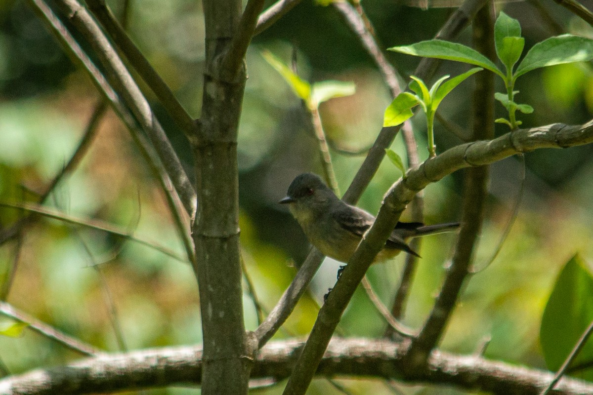 Rufous-tailed Tyrant - ML582698131