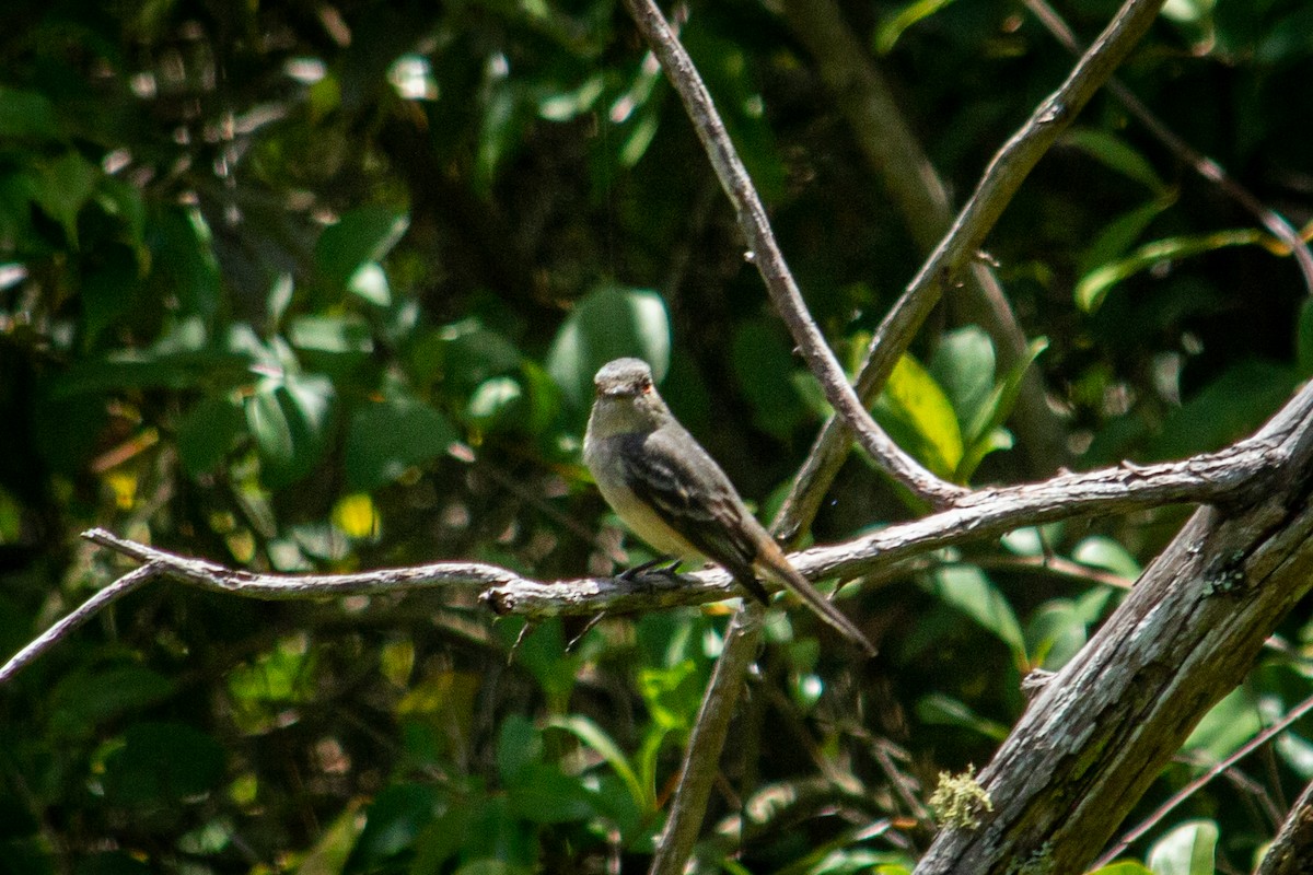 Rufous-tailed Tyrant - ML582698151