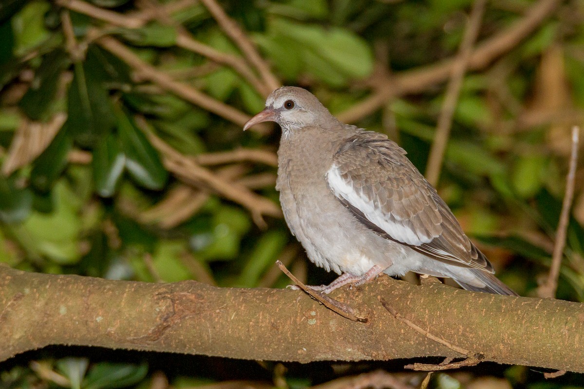 White-winged Dove - Terry Woodward