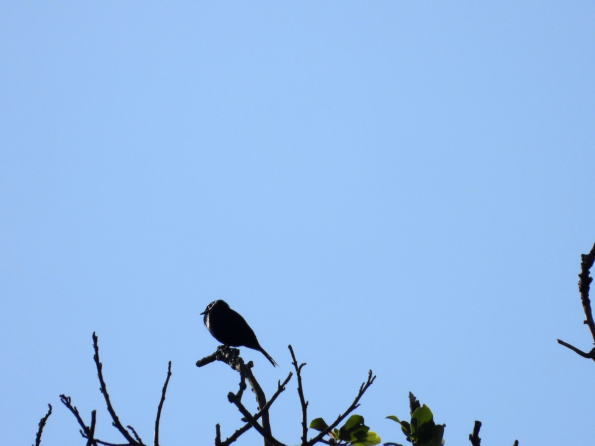 Stuhlmann's Starling - ML582699921