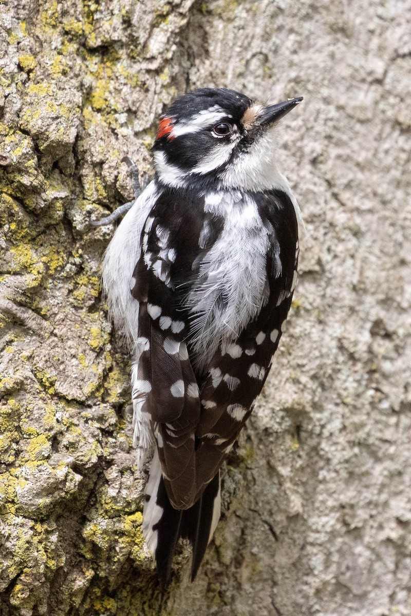 Downy Woodpecker - Stephanie Levins